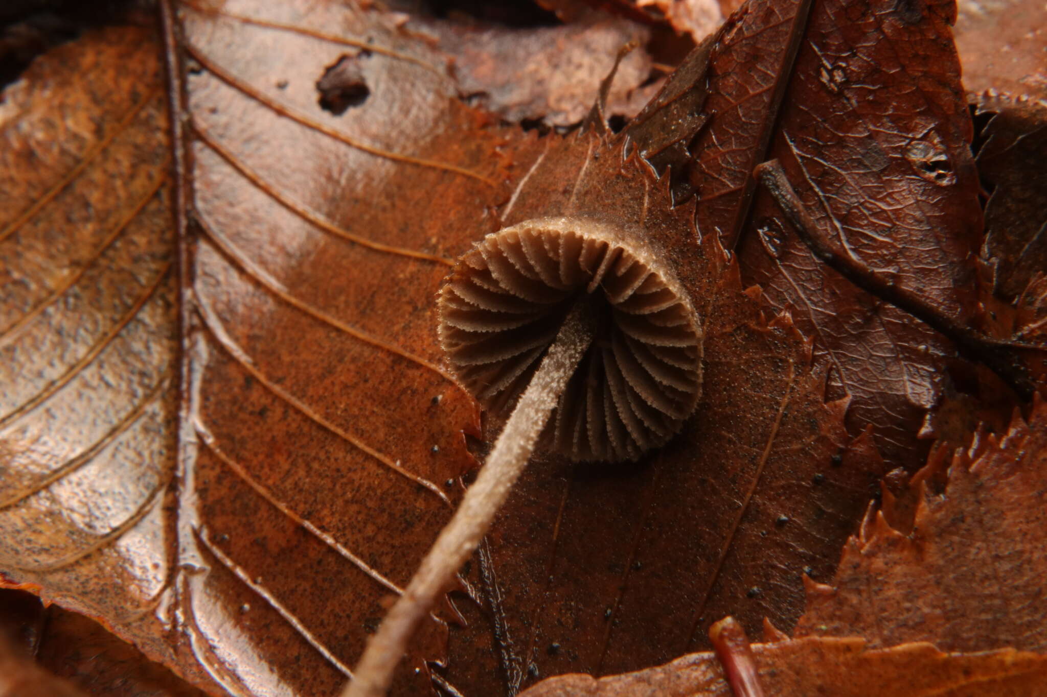 Image de Entoloma dysthales (Peck) Sacc. 1891