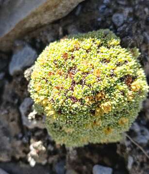 Imagem de Saxifraga pulvinaria H. Sm.