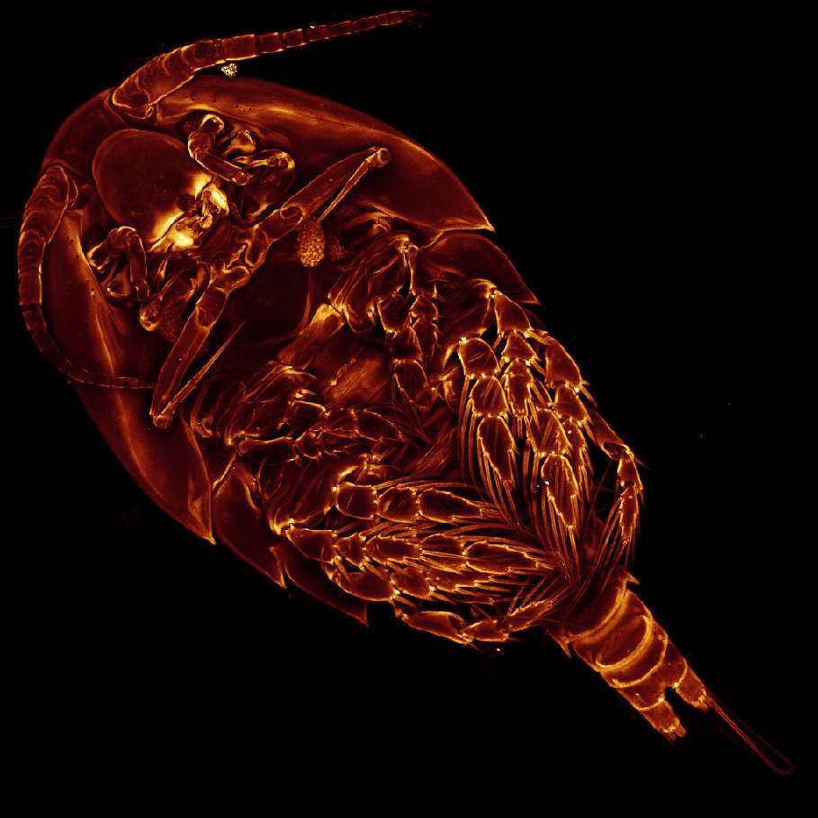 Image of Siphonostomatoida Burmeister 1835