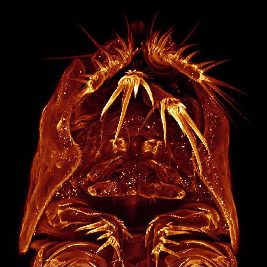 Image de Laophontidae Scott T. 1904