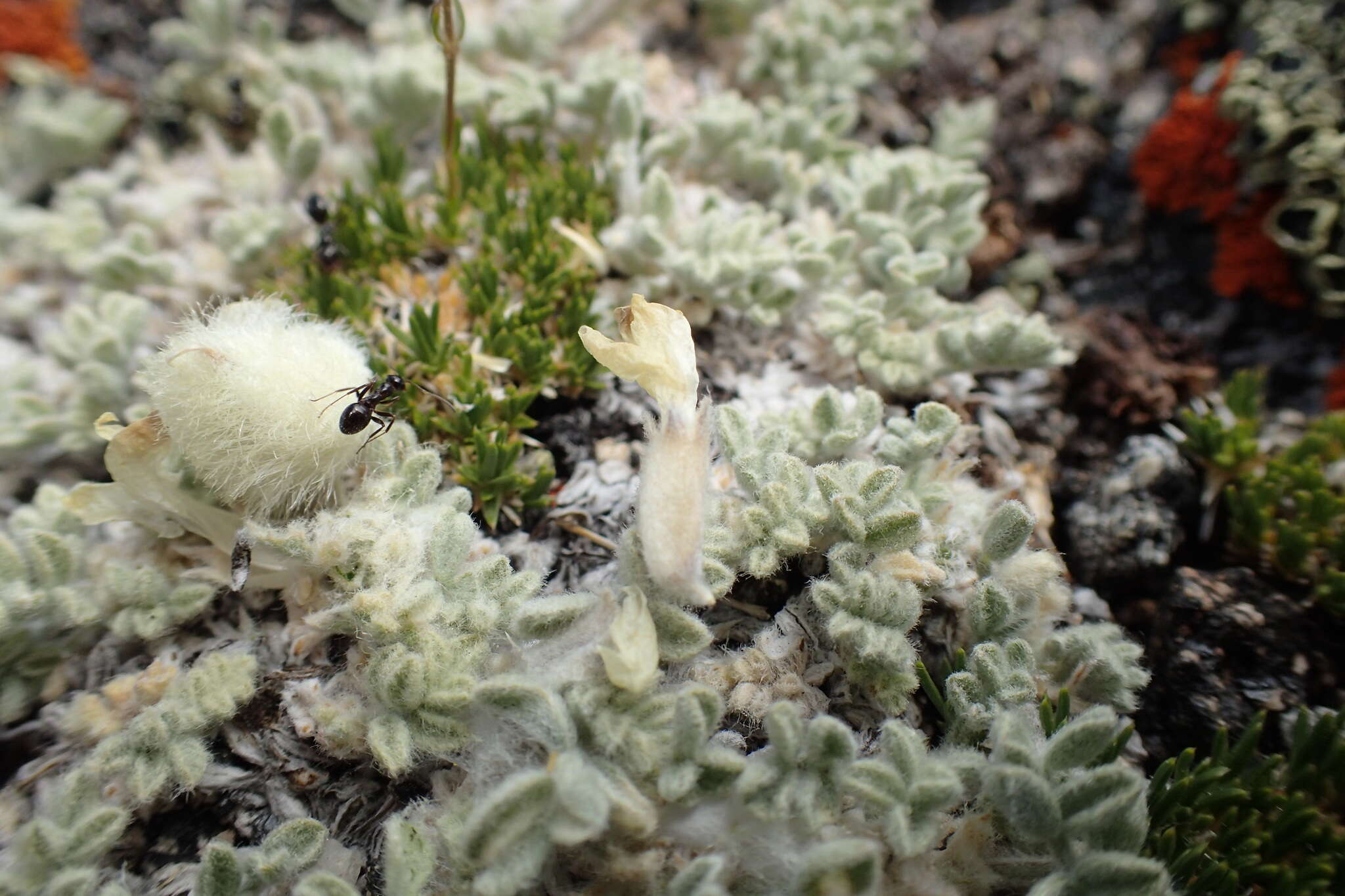 Image de Astragalus purshii var. lectulus (S. Wats.) M. E. Jones