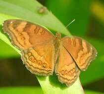 Image of Junonia hedonia Linnaeus 1764