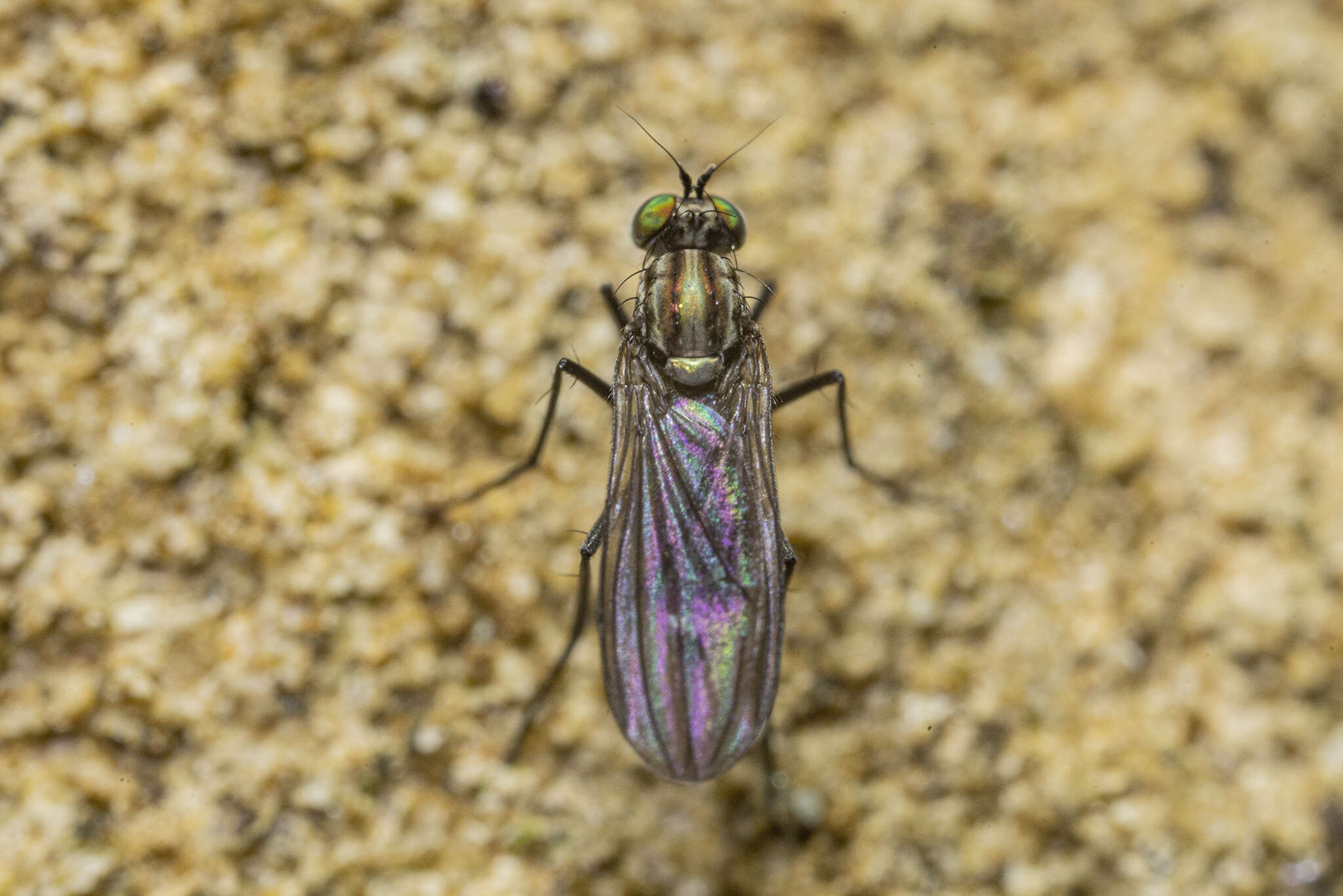 Image of Tetrachaetus bipunctatus Parent 1933