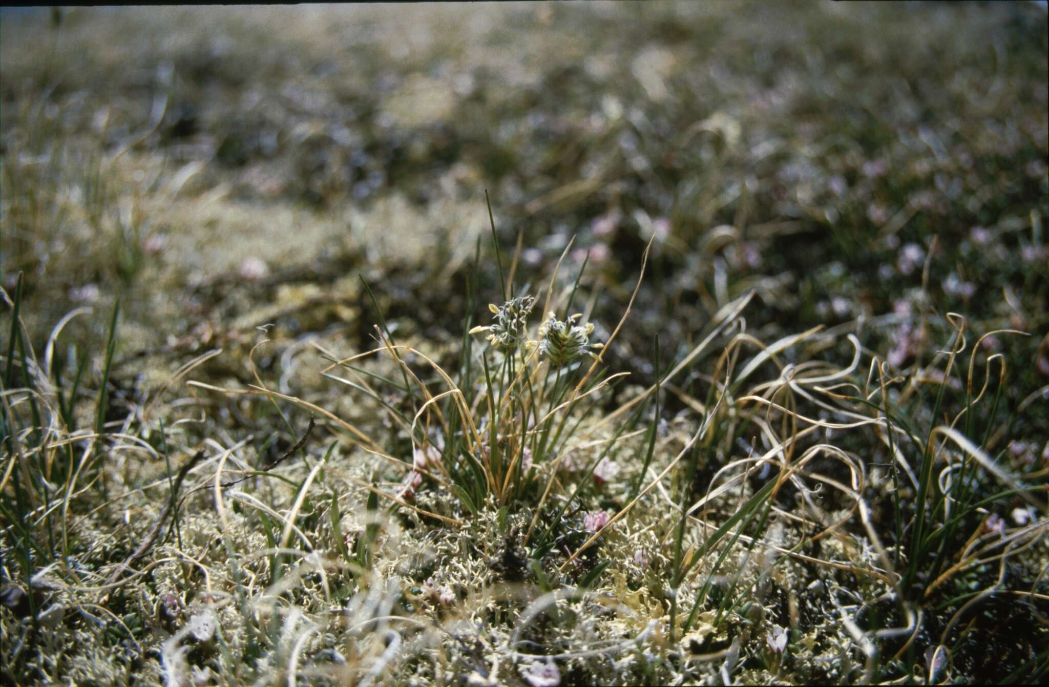 Image of Oreochloa disticha (Wulfen) Link