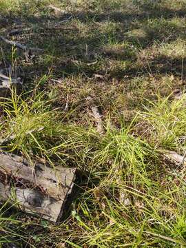 Image of bunch cutgrass