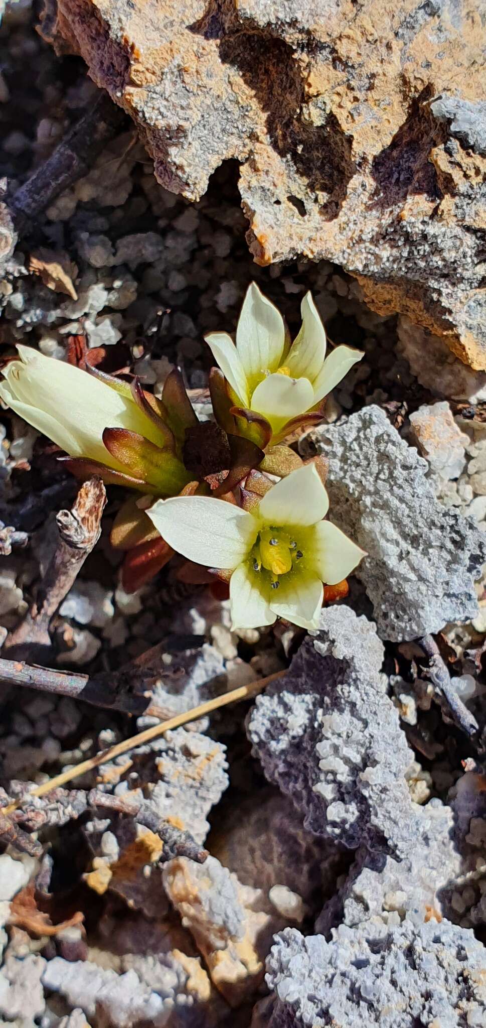 Gentianella filipes (Cheeseman) T. N. Ho & S. W. Liu resmi