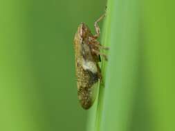 Image of European Alder Spittlebug