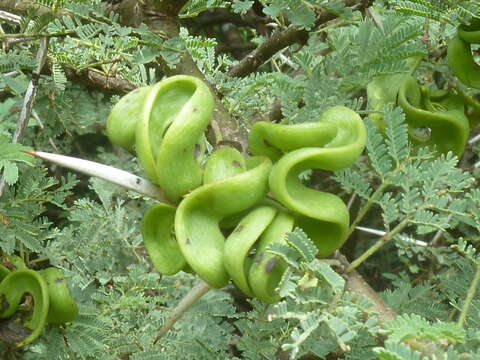 Vachellia tortilis (Forssk.) Galasso & Banfi的圖片