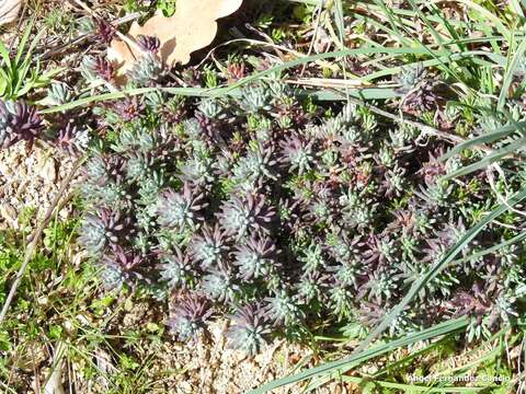 Image of Petrosedum amplexicaule (DC.) M. Velayos