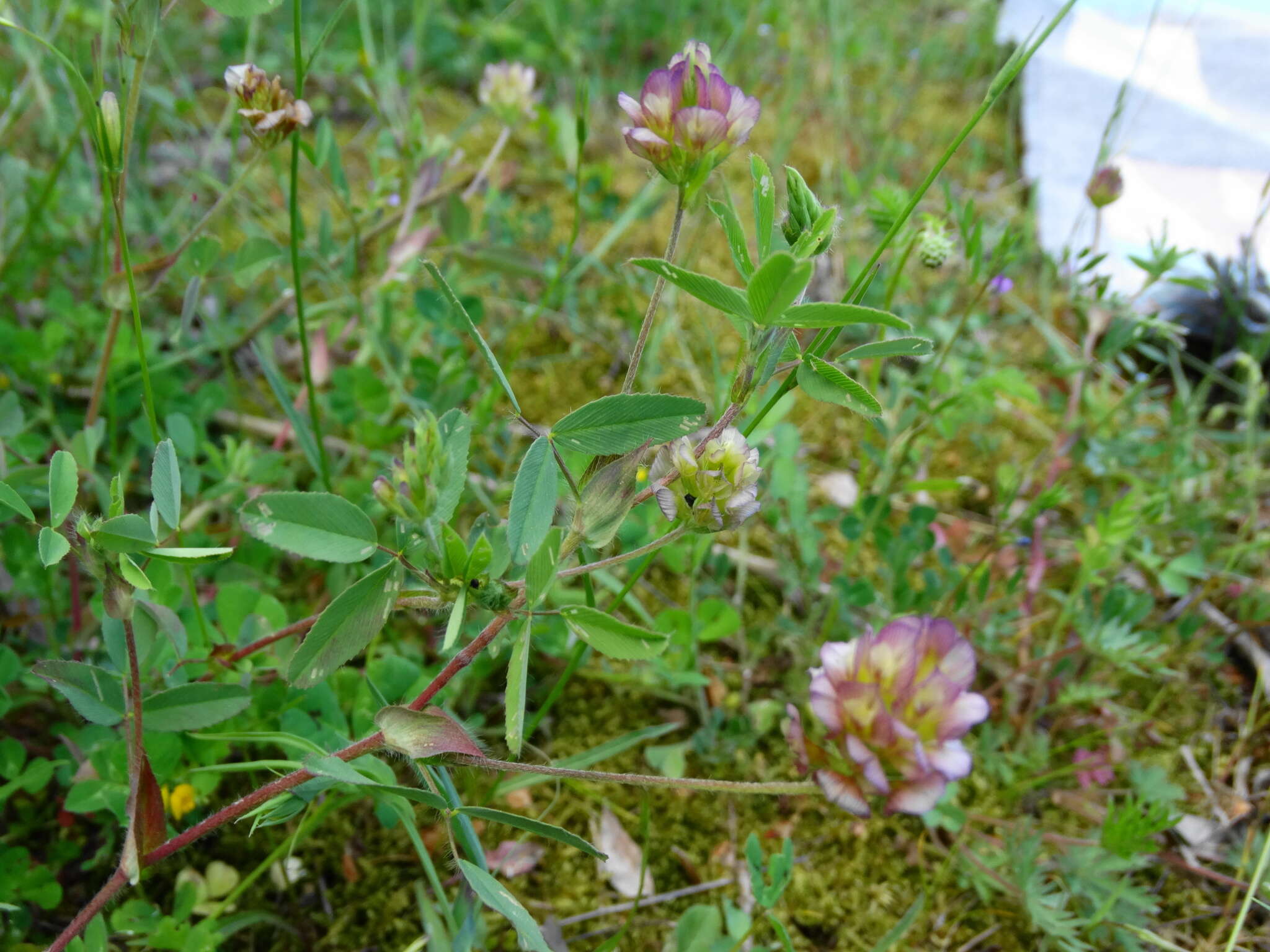 Imagem de Trifolium grandiflorum Schreb.