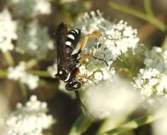 Image of Episyron albonotatum (Vander Linden 1827)