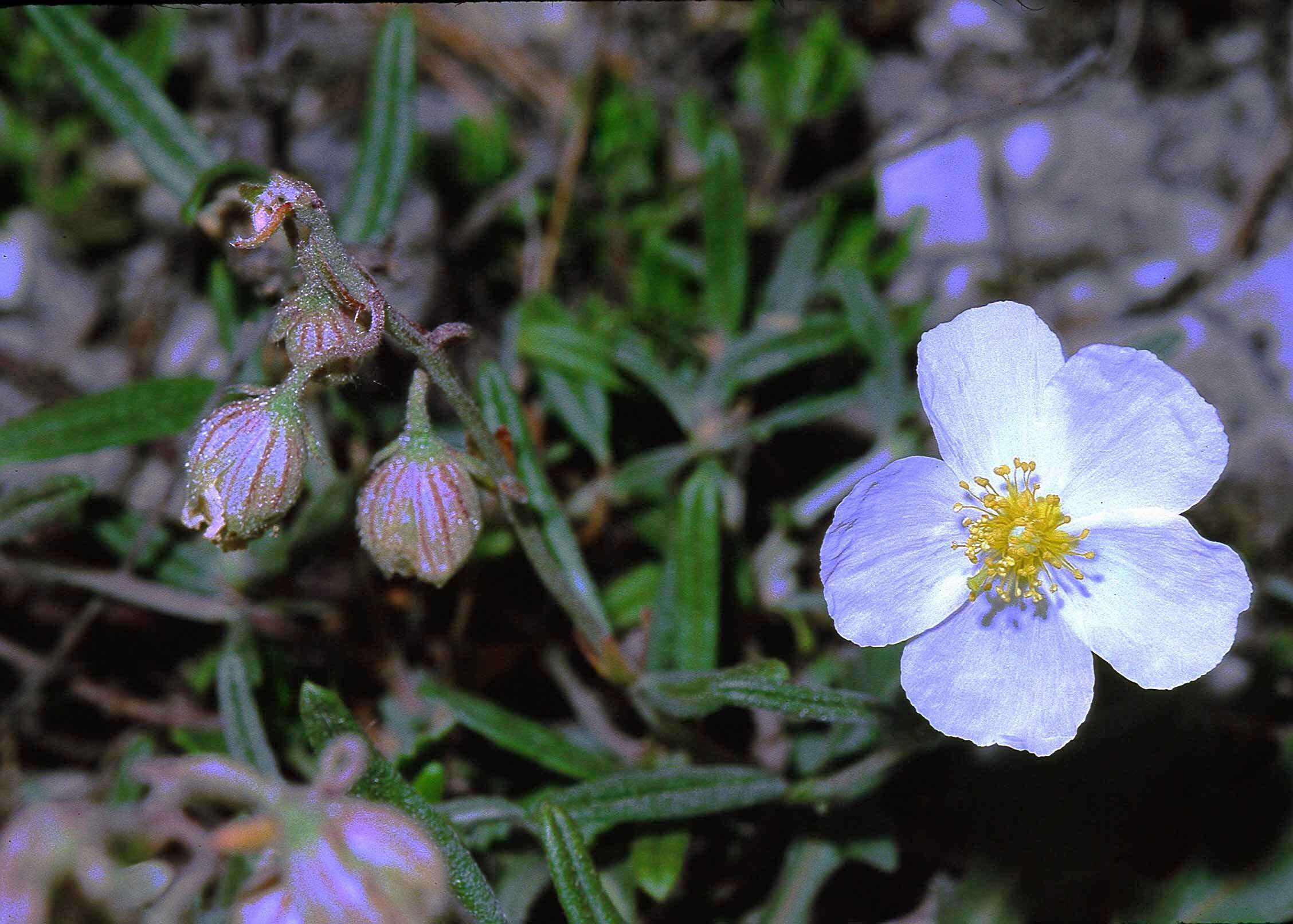 Image of White Rock-rose