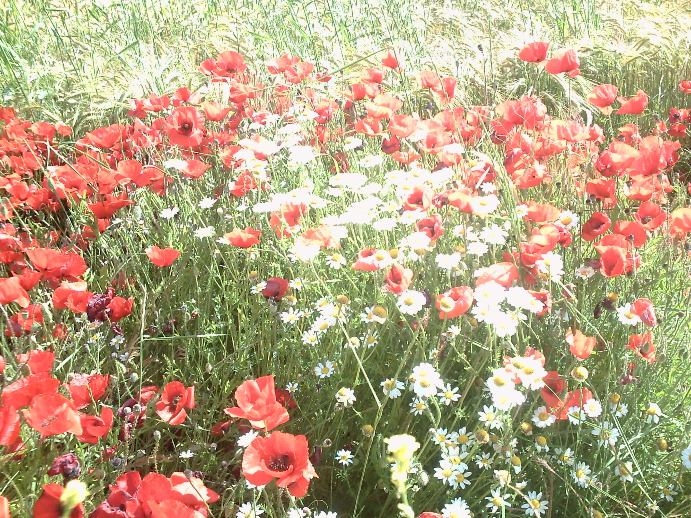 Image of corn poppy