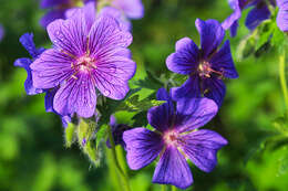 Image of Geranium × magnificum