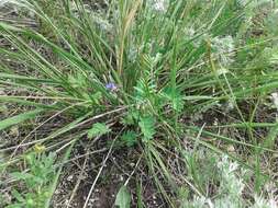 Image of Polygala tenuifolia Willd.