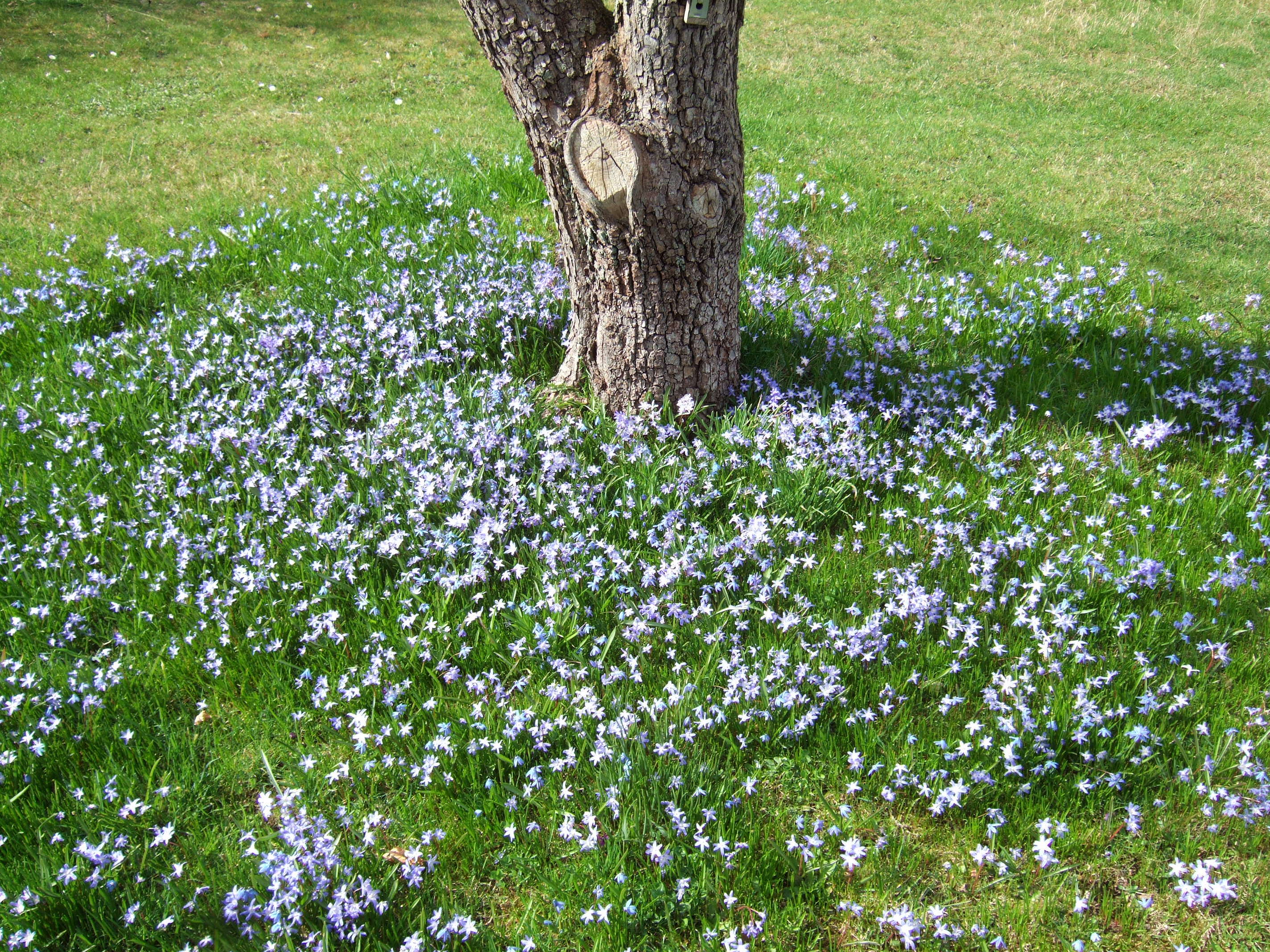 Image de Scilla luciliae (Boiss.) Speta