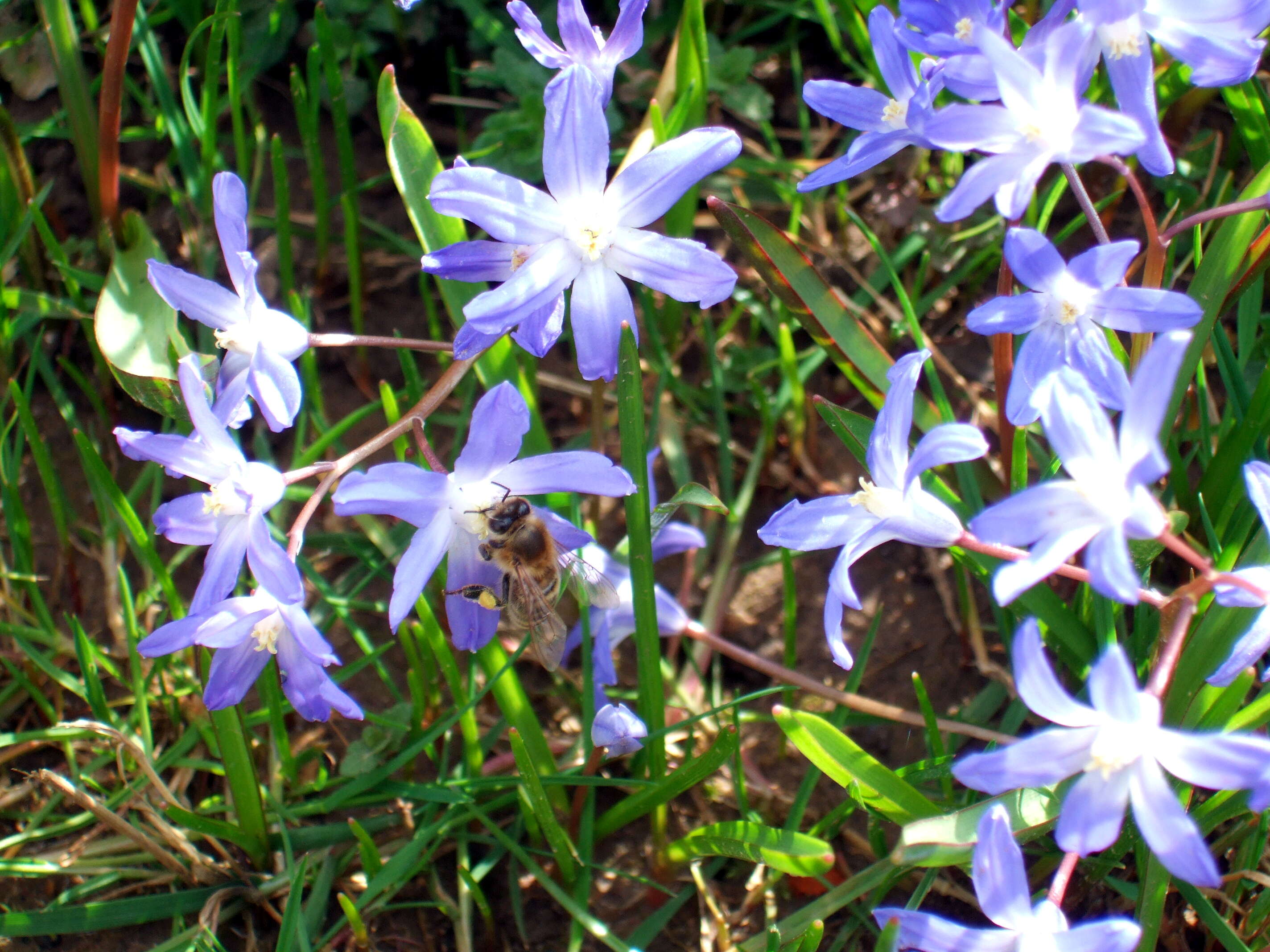 Image de Scilla luciliae (Boiss.) Speta