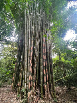 Imagem de Gigantochloa atter (Hassk.) Kurz