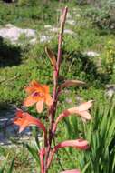 Image of Watsonia meriana var. meriana