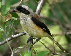 Image of true shrikes