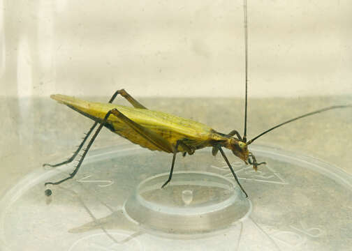 Image of Black-horned Tree Cricket