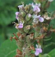 Sivun Teucrium vesicarium Mill. kuva