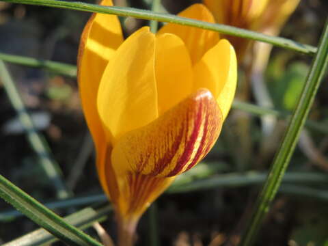 Image of Snow Crocus