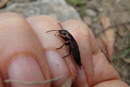 Image of Antimerus punctipennis Lea 1906