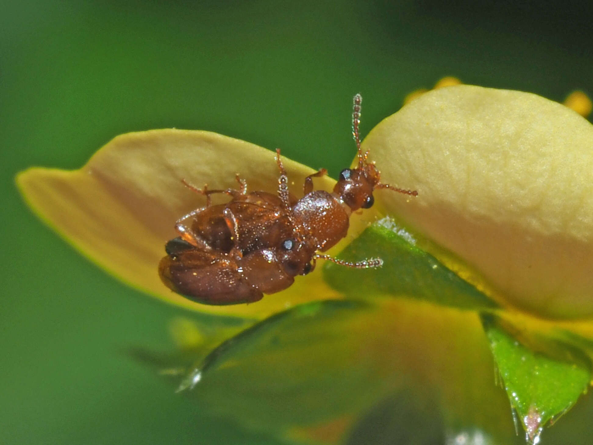 Image de Eusphalerum (Eusphalerum) pallens (Heer 1841)