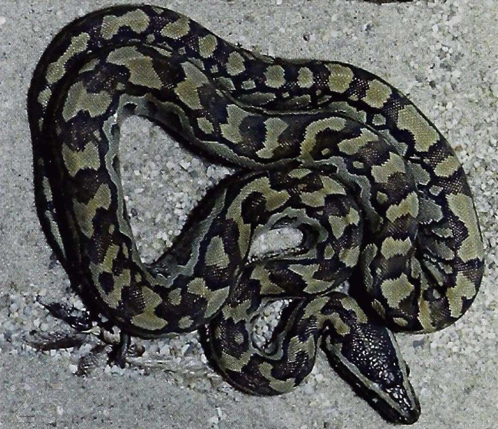 Image of African rock python