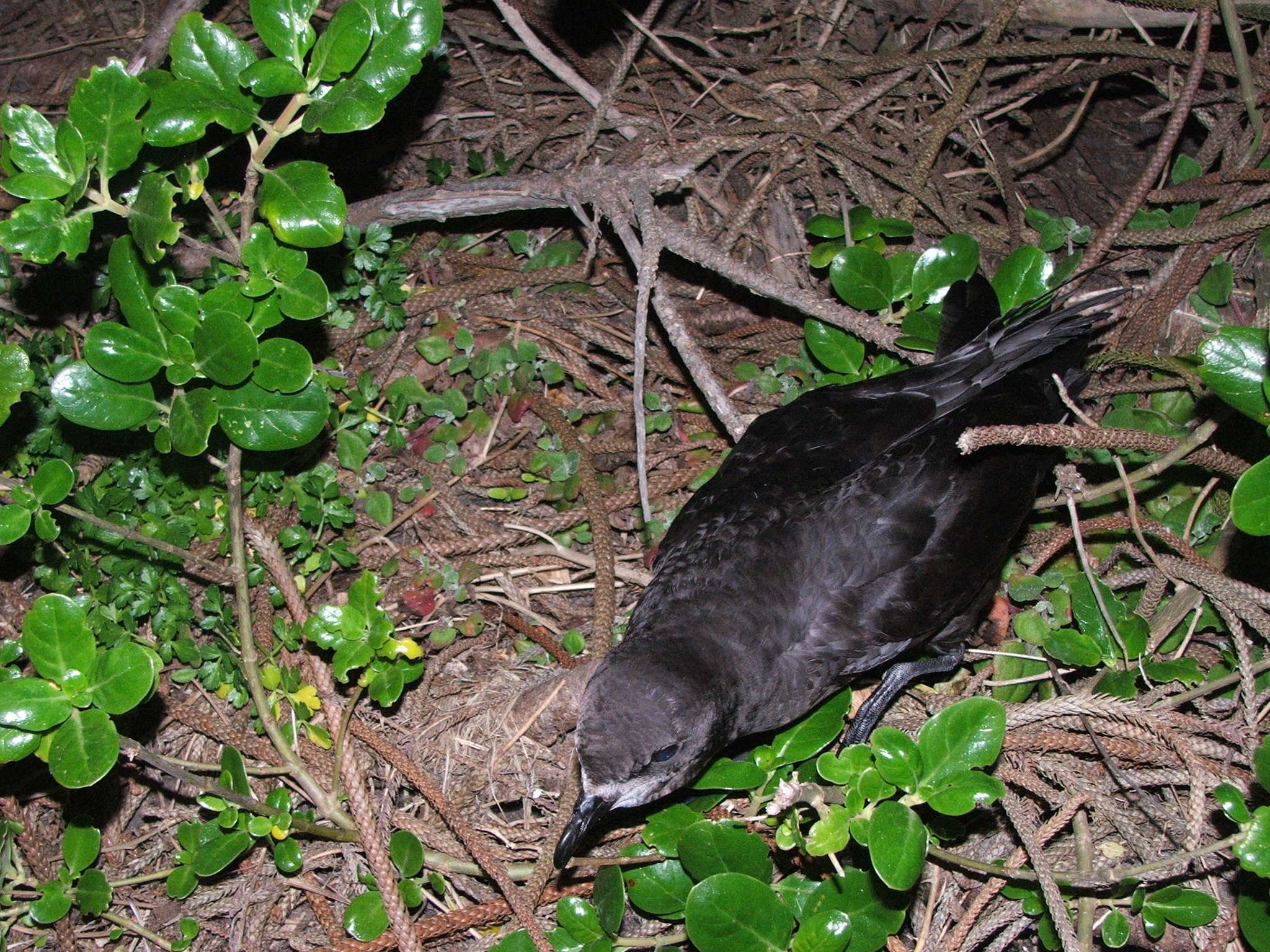 Image of Grey-faced Petrel