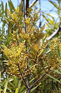 Image of Celery Pine