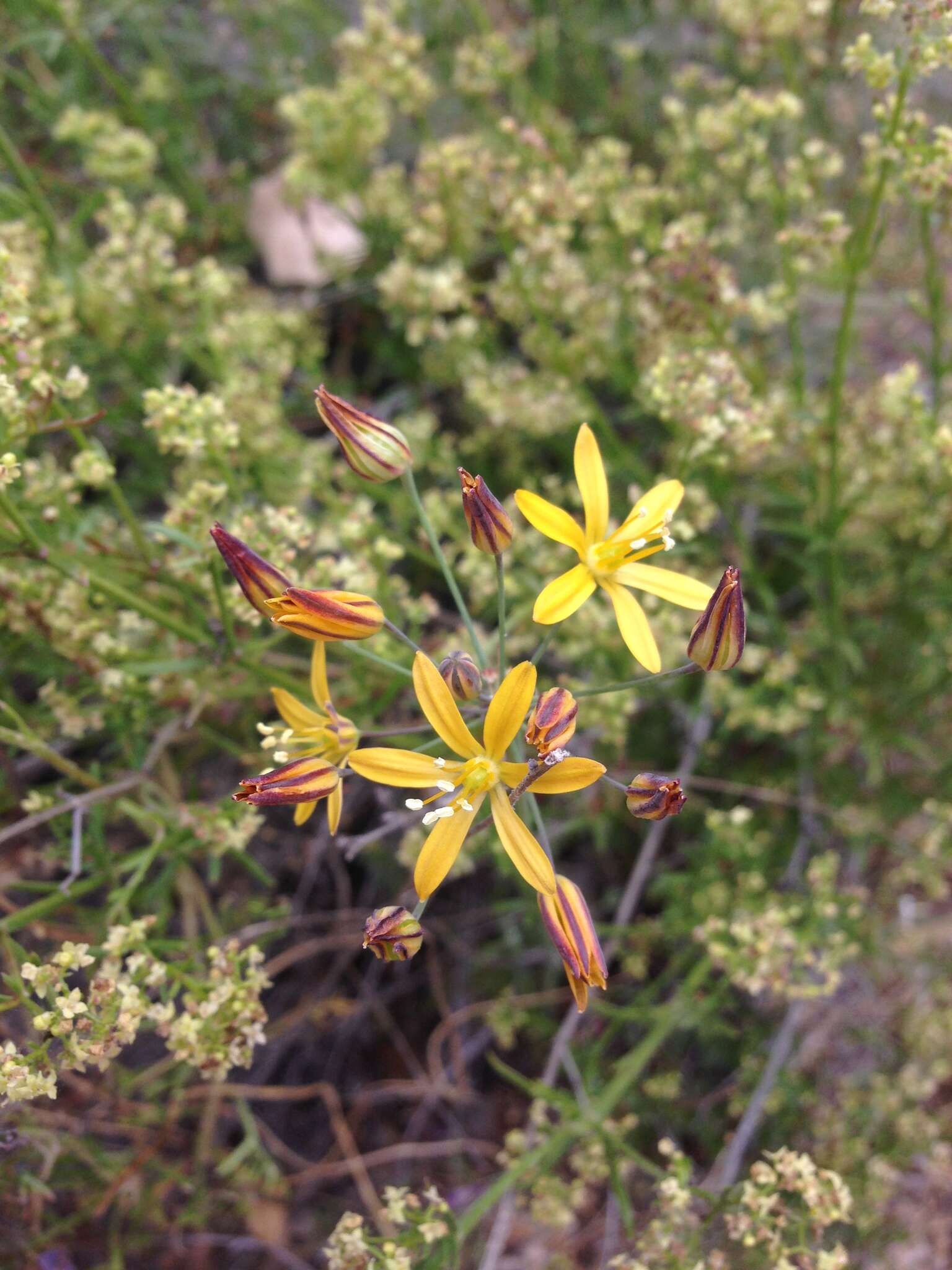 Image of common goldenstar