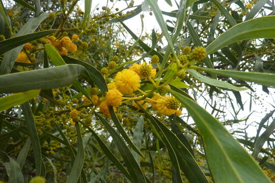 Image of orange wattle