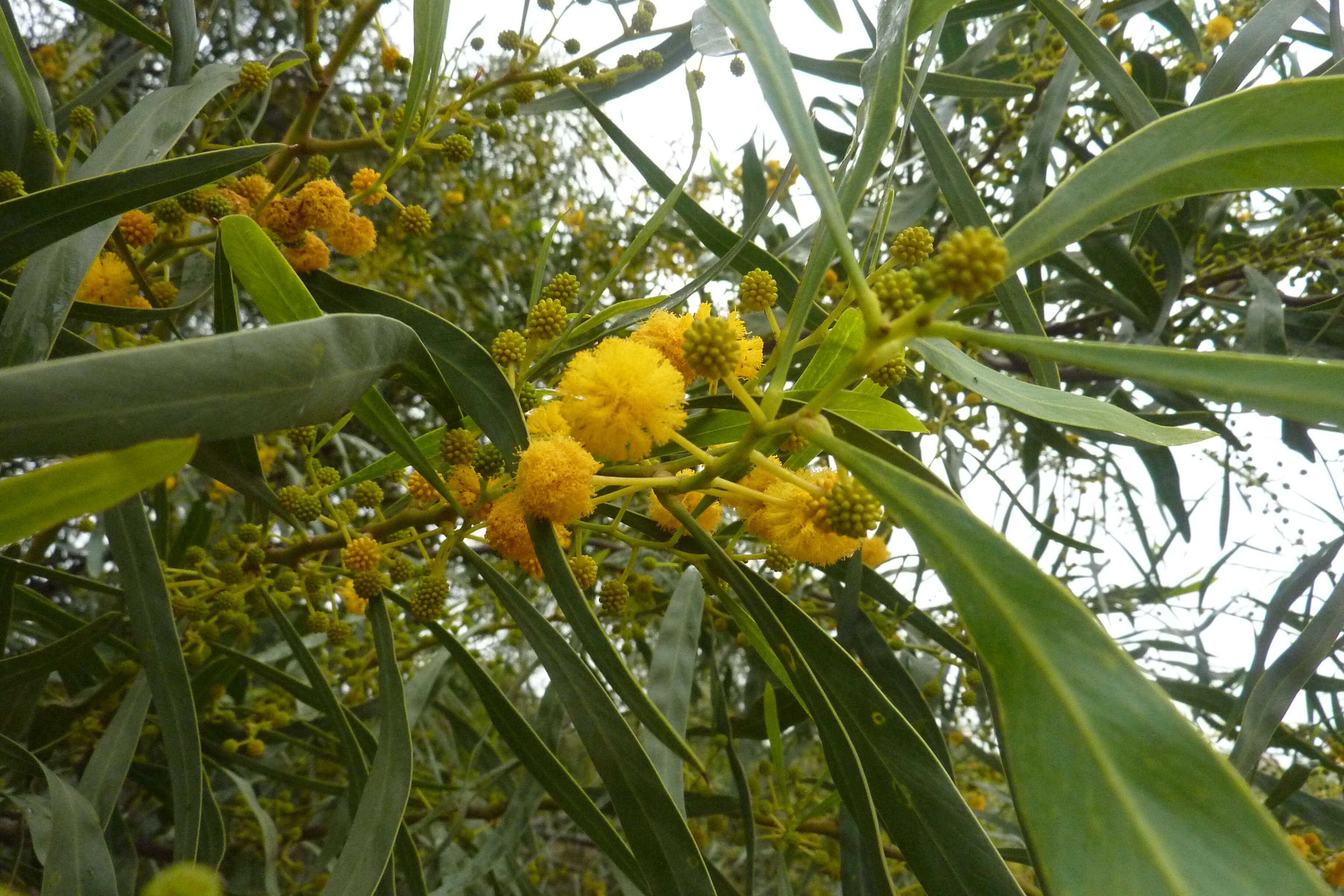 Image of orange wattle