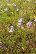 Image of Linaria algarviana Chav.