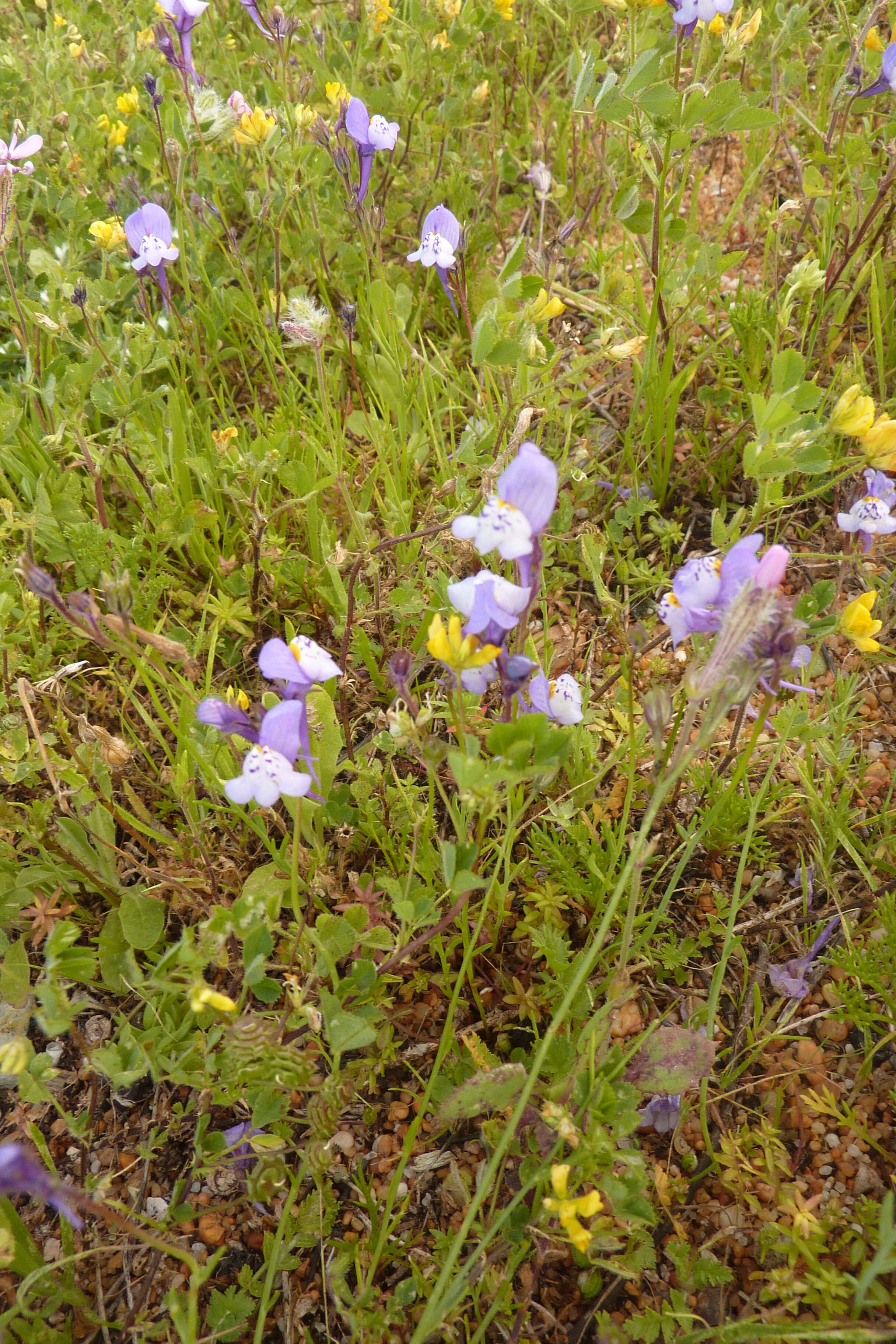 Image of Linaria algarviana Chav.