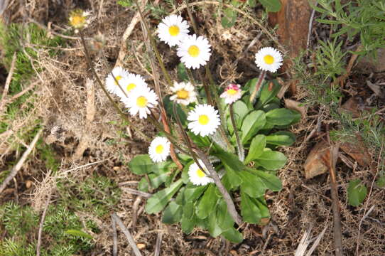 Image of Bellis annua L.