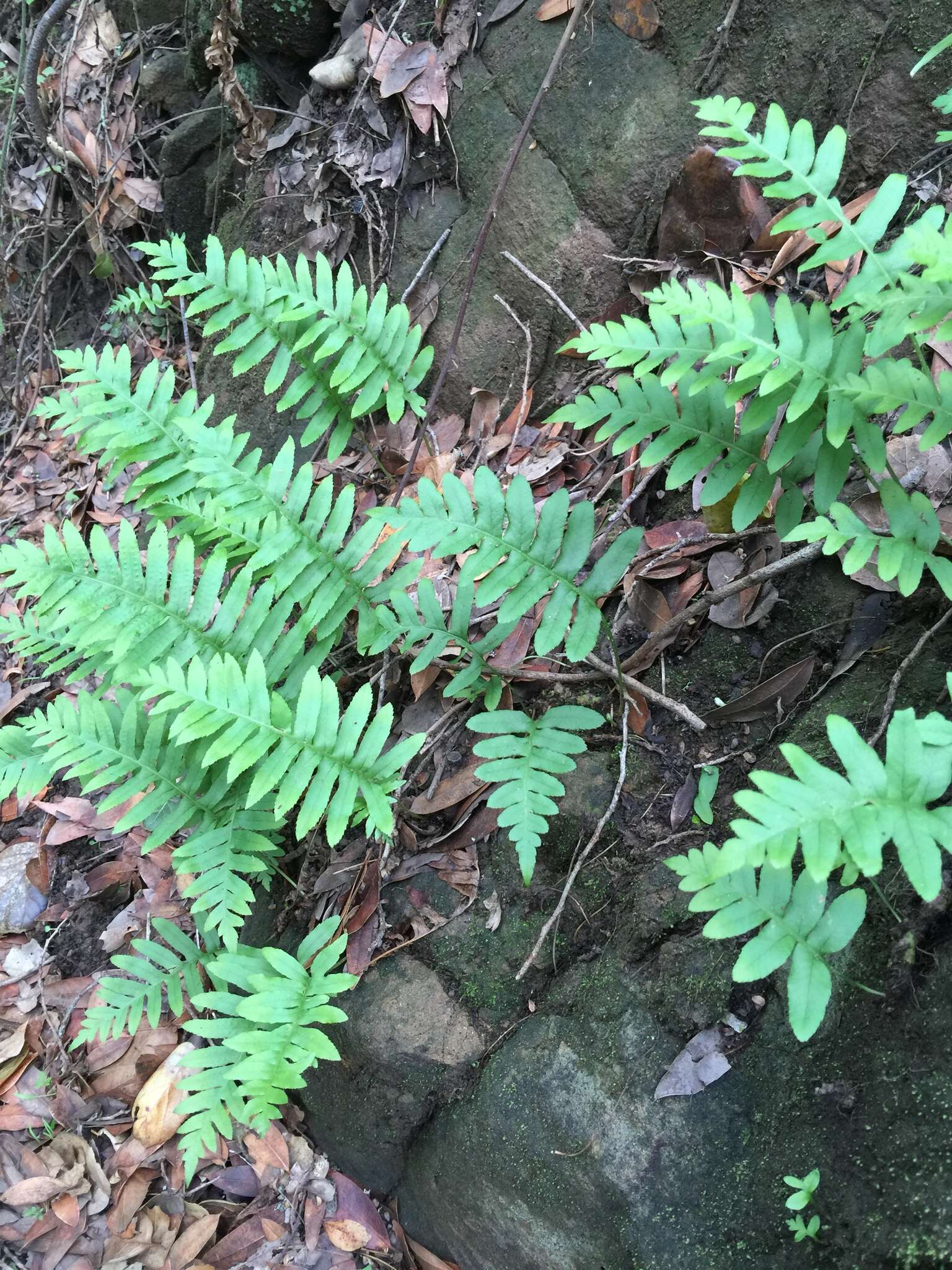 Polypodium calirhiza S. A. Whitmore & A. R. Smith的圖片