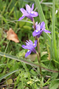 Image of Barbary Nut Iris