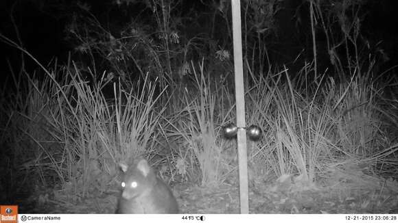 Image of Mountain Brushtail Possum