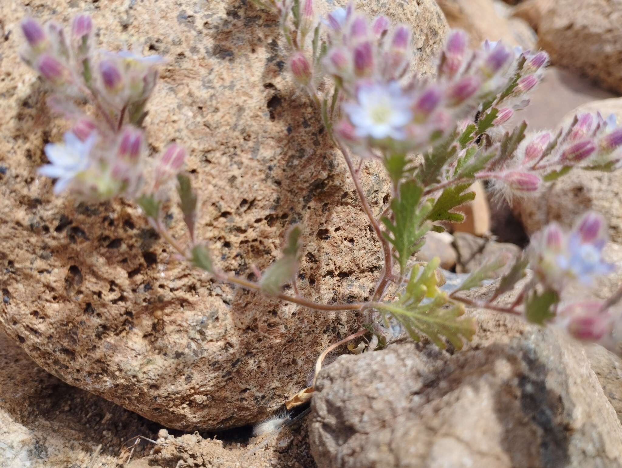 Imagem de Malesherbia humilis Poepp.