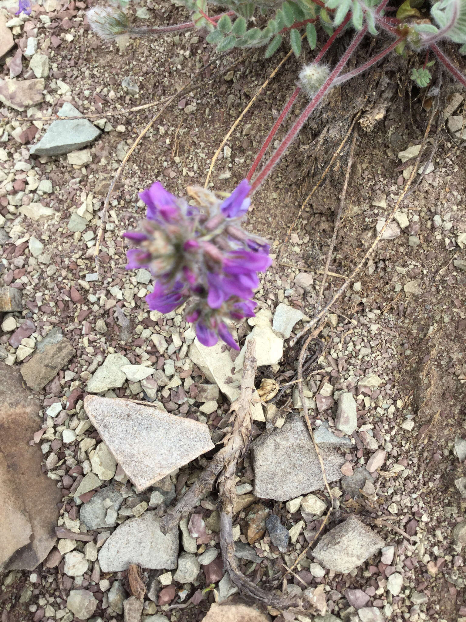 Image of blue nodding locoweed