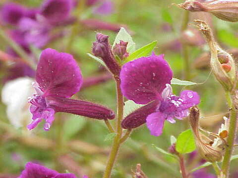 Image of false heather