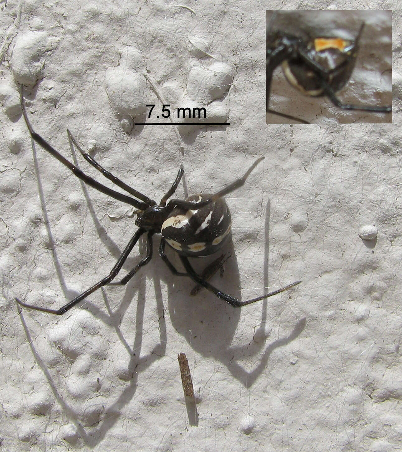 Image of Western Black Widow spider