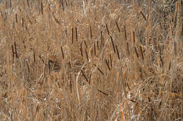 Image of Lesser Bulrush