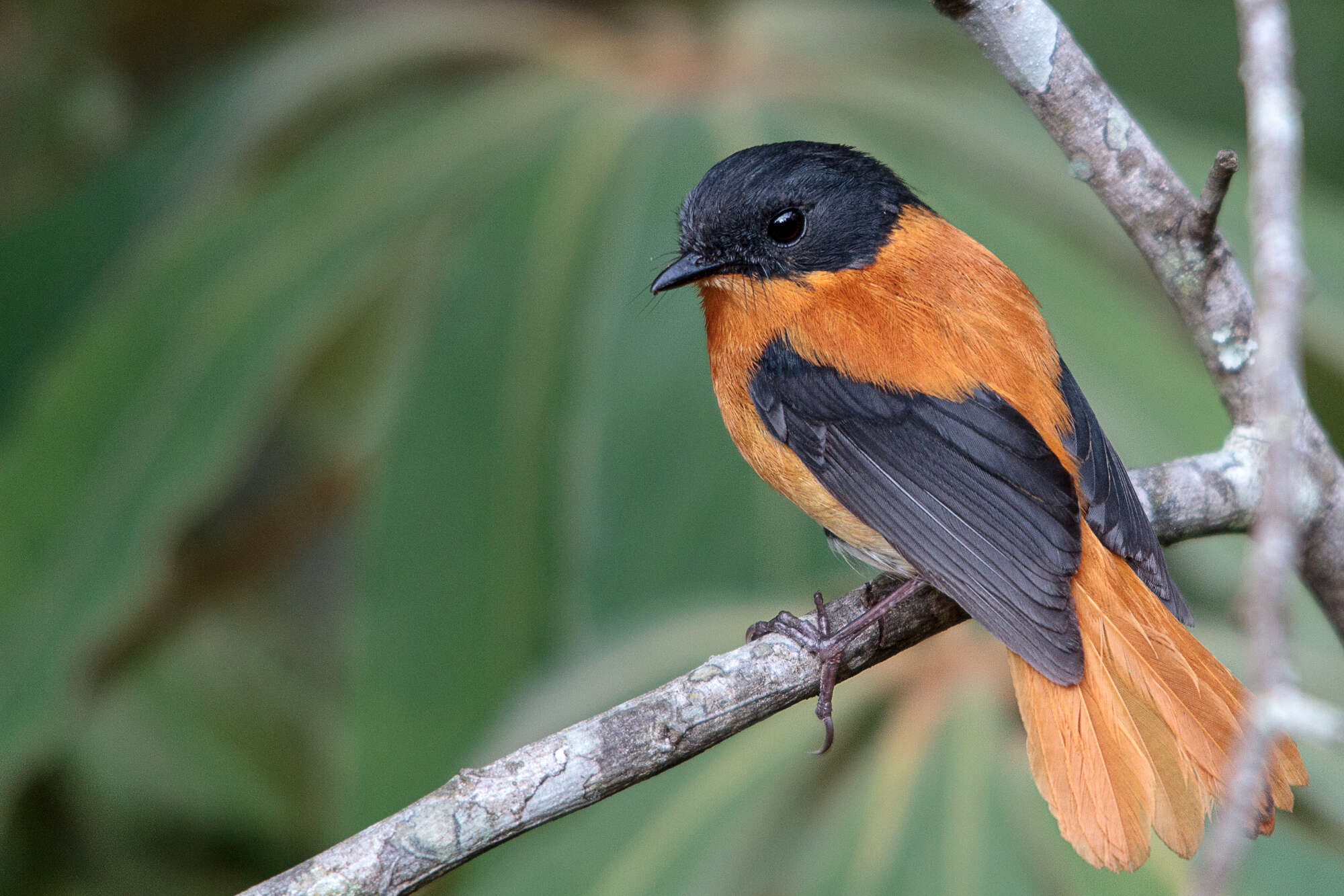 Image of Black-and-orange Flycatcher