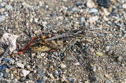 Image of Canarian Pincer Grasshopper