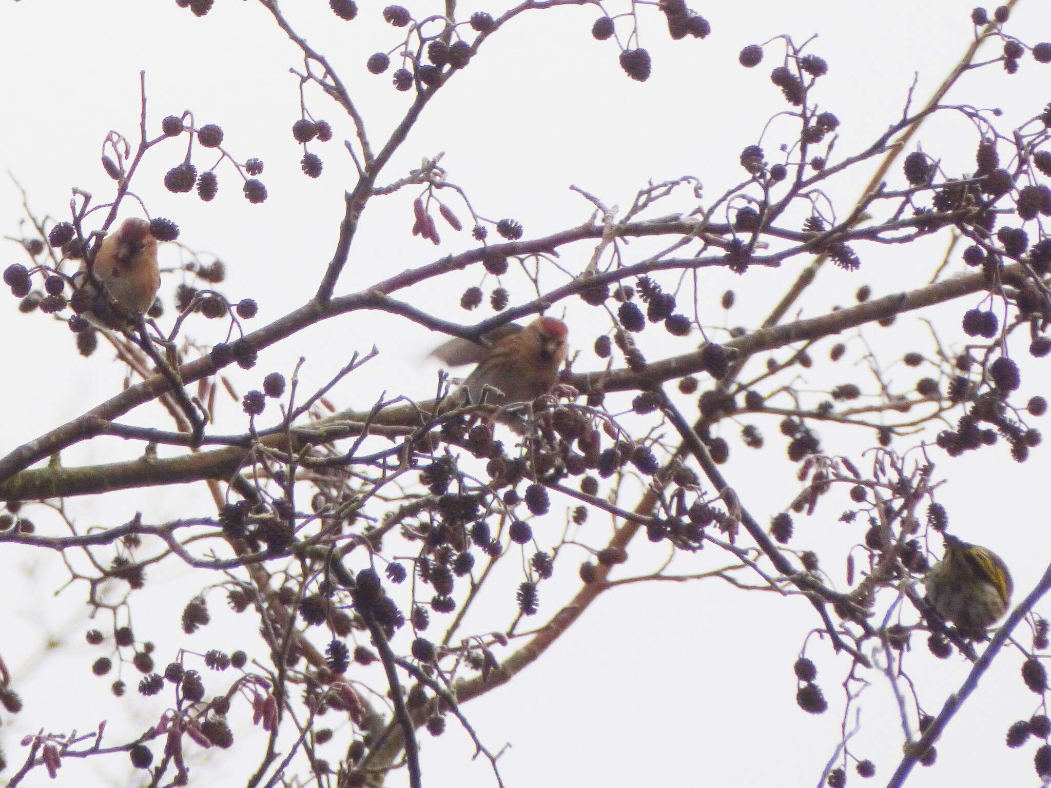 Image of Lesser Redpoll