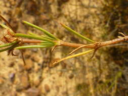 Image of Anthospermum bicorne Puff